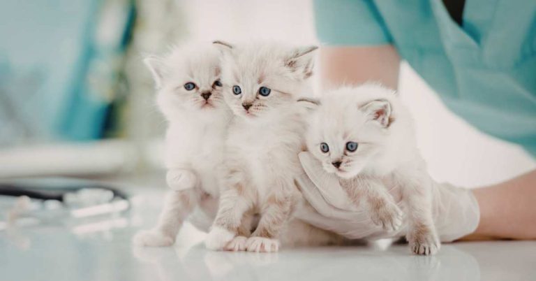 Persian Cat Price in Dhaka: A Complete Guide to Cost, Quality, and Smart Buying Decisions